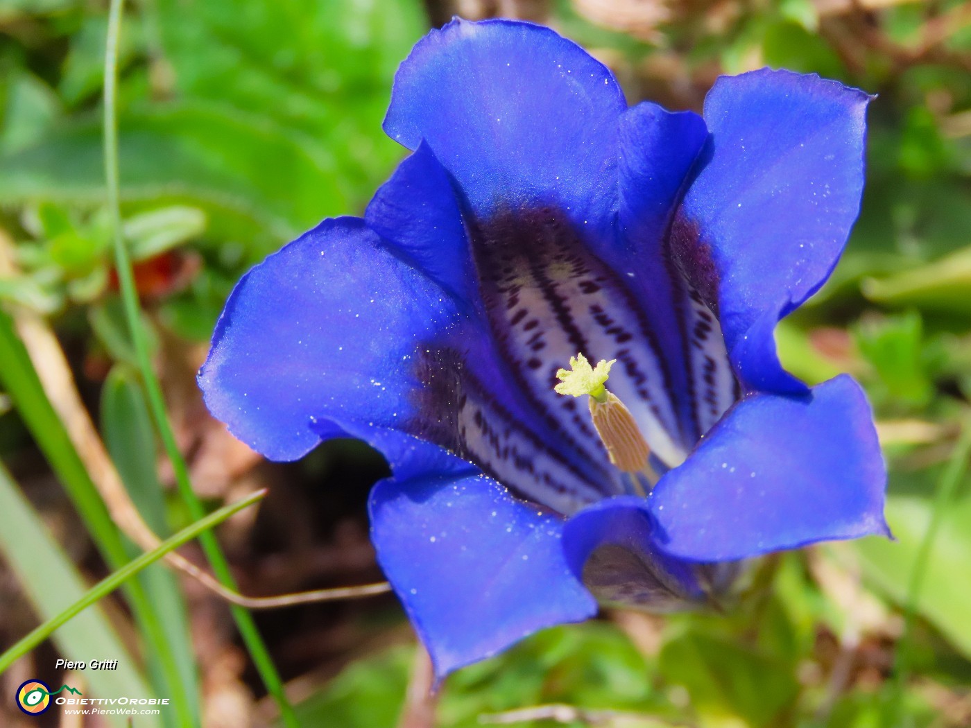 30 Gentiana clusii (Genziana di Clusius).JPG
